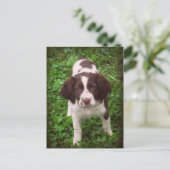 English Springer Spanisch Puppy Card Postkarte (Stehend Vorderseite)
