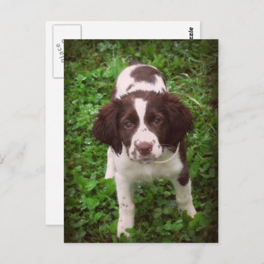 English Springer Spanisch Puppy Card Postkarte (Vorne/Hinten)