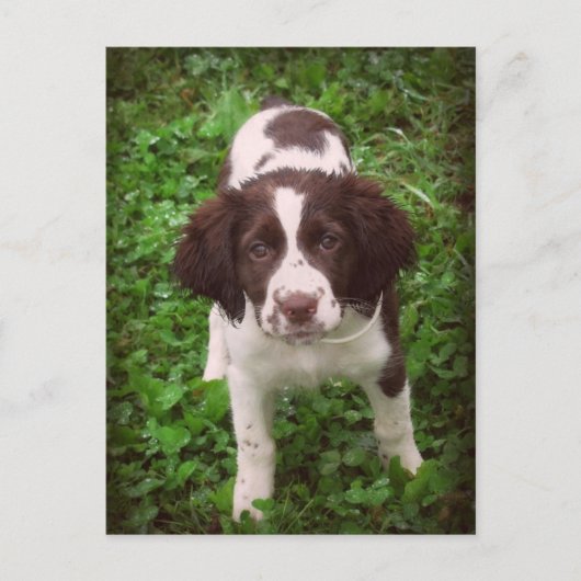 English Springer Spanisch Puppy Card Postkarte (Vorderseite)