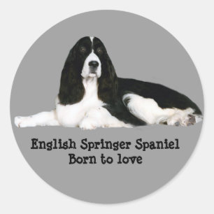 English Springer Spanisch Sticker