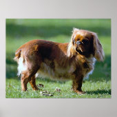 English Toy Spaniel Dog Poster Print (Vorne)