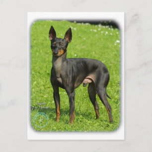 English Toy Terrier 9R78D-77 Postkarte