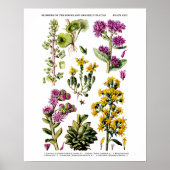 English Wild Blume Nr. 12 Botanical Illustration Poster (Vorne)