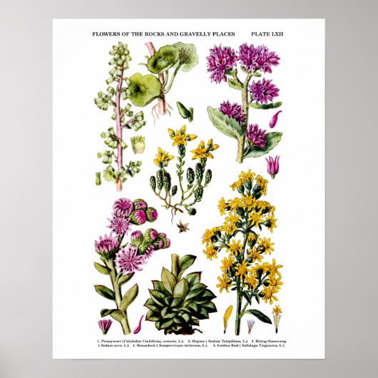 English Wild Blume Nr. 12 Botanical Illustration Poster (Vorne)