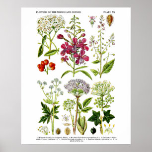 English Wildflowers Botanical art print no. 4 Poster