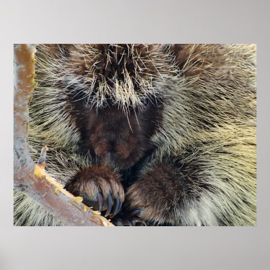 Enigma der Natur Poster (Vorne)