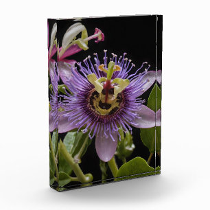Enigmatic Beauty: Die Lila Passion-Blume Fotoblock