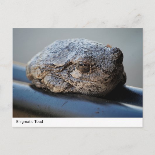 Enigmatischer Toad Postkarte (Vorderseite)