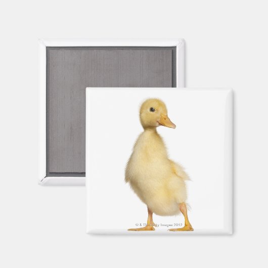 Enkeln (1 Woche alt) Magnet (Vorderseite/Rückseite)