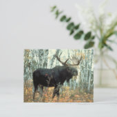 Enorme Elche Postkarte (Stehend Vorderseite)