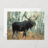 Enorme Elche Postkarte (Vorne/Hinten)
