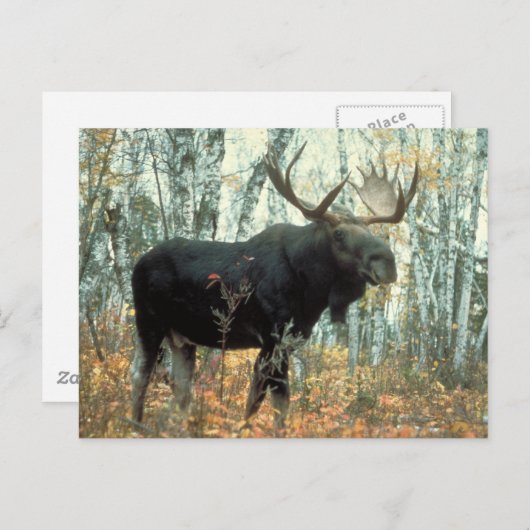 Enorme Elche Postkarte (Vorne/Hinten)