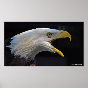 Enormes schreiendes Eagle Poster