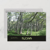 Enormous Banyan Tree Chennai Tamil Nadu Indien Postkarte (Vorne/Hinten)