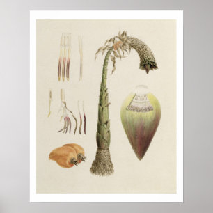 Ensete-Nr. 10, früher zugeschrieben James Bruce Poster