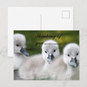Entchen postkarte (Vorne/Hinten)