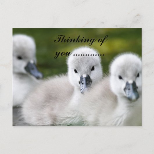 Entchen postkarte (Vorderseite)