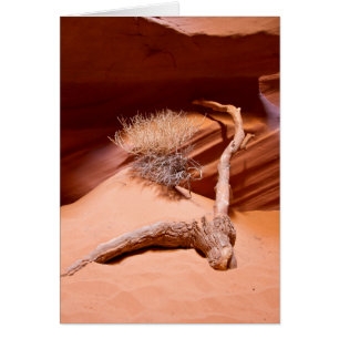 Entdecken Sie Arizona