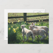 Entdecken Sie die Affodien! Drei Lämmer auf der Fl Postkarte (Vorne/Hinten)