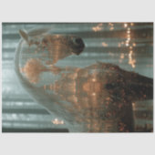 Entdeckungsoposition für Pferdewald Seidenpapier (Vorderseite)