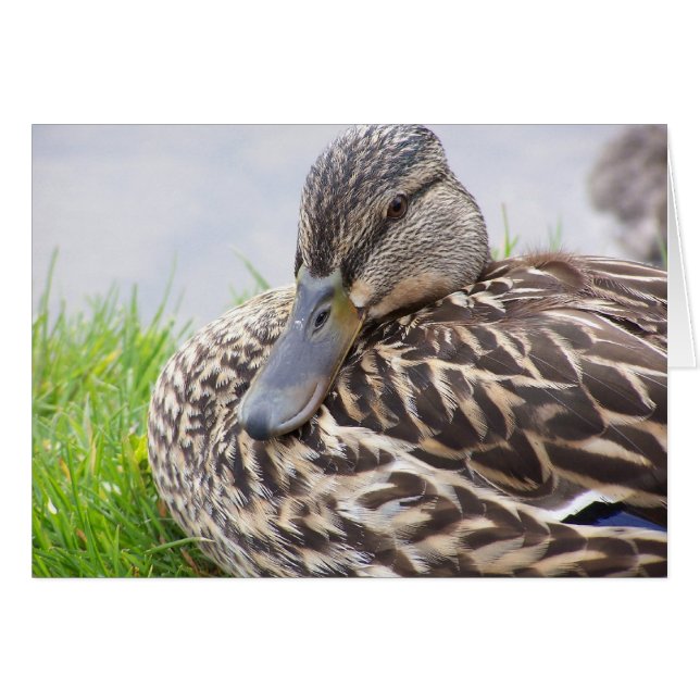 Ente (Vorderseite (Horizontal))