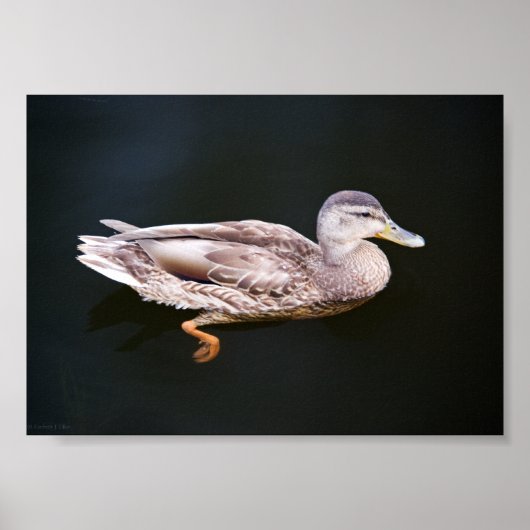 Ente 907b poster (Vorne)