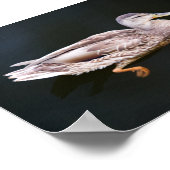 Ente 907b poster (Ecke)