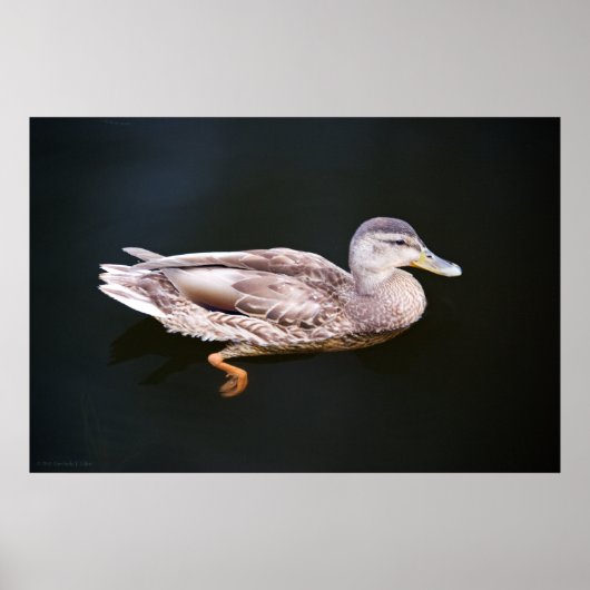 Ente 907b poster (Vorne)