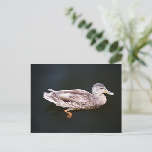 Ente 907b postkarte (Stehend Vorderseite)