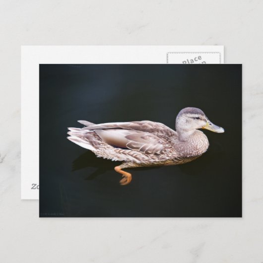 Ente 907b postkarte (Vorne/Hinten)