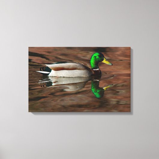 Ente am Colorado River Wrapped Canvas Leinwanddruck (Vorderseite)