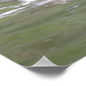 Ente am Lago Print Poster (Ecke)