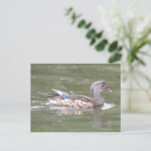 Ente am Postkartensee Postkarte (Stehend Vorderseite)