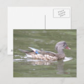 Ente am Postkartensee Postkarte (Vorne/Hinten)
