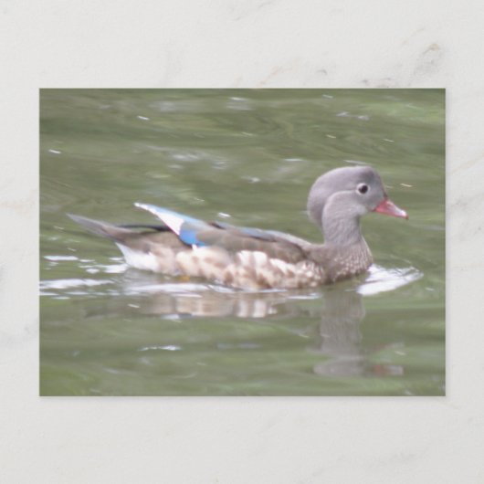 Ente am Postkartensee Postkarte (Vorderseite)