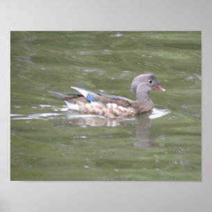 Ente am See Druck Poster