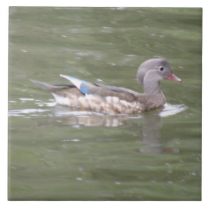 Ente am Tilersee Fliese