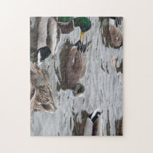 Ente, American Wigeon, Bird, Kennewick, WA