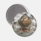 Ente an einem Wall Magnet (Vorderseite/Rückseite)