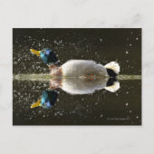 Ente (Anas platyrhyncus) Postkarte (Vorderseite)