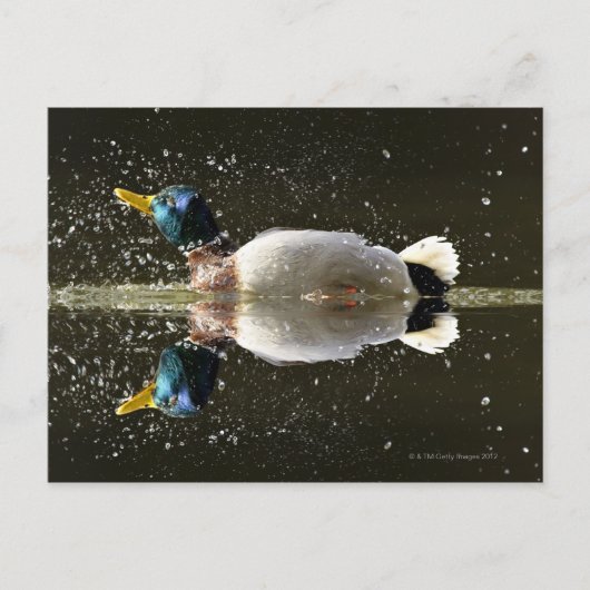 Ente (Anas platyrhyncus) Postkarte (Vorderseite)