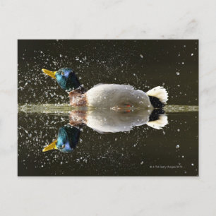 Ente (Anas platyrhyncus) Postkarte