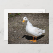 Ente anrufen postkarte (Vorne/Hinten)