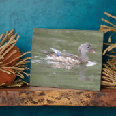 Ente auf der Plaque-See Fotoplatte (Seite)