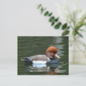 Ente auf der Postkarte (Stehend Vorderseite)