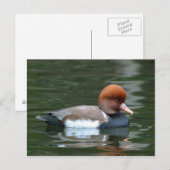 Ente auf der Postkarte (Vorne/Hinten)