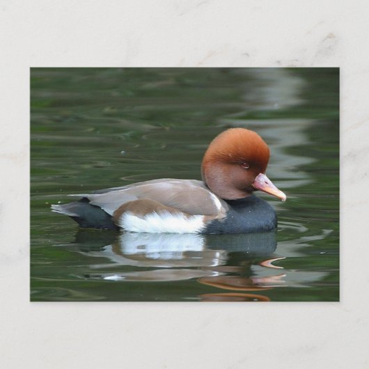 Ente auf der Postkarte (Vorderseite)