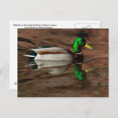 Ente auf der Postkarte des Colorado (Vorne/Hinten)