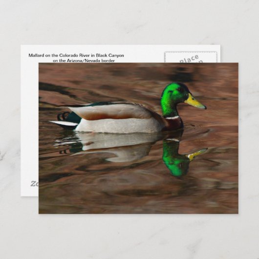 Ente auf der Postkarte des Colorado (Vorne/Hinten)