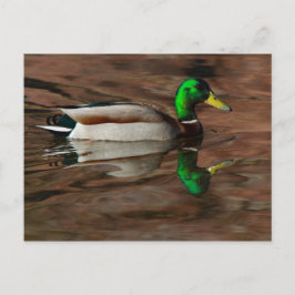 Ente auf der Postkarte des Colorado